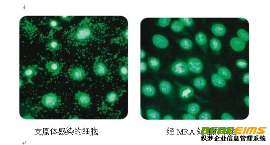 支原體去除試劑MRA具有強的抵制支原體活性，使用方便及作用濃度低，細胞毒性