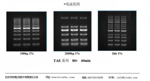 瓊脂糖預染預制膠電泳試劑盒