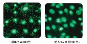 <b> 現貨促銷  支原體去除試劑（MRA）</b>