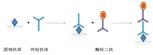 ELISA實(shí)驗(yàn)原理及步驟