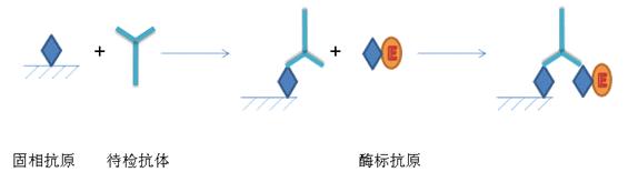 ELISA實(shí)驗(yàn)原理及步驟