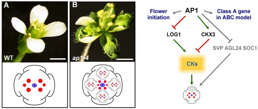 遺傳發育所在PNAS揭示AP1維持花分生組織有限生長的機制