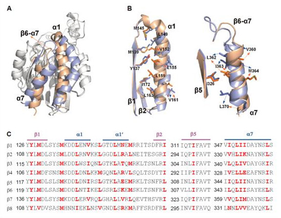 生化細(xì)胞所揭示整合素α4β7維持其低活性狀態(tài)的分子機(jī)制