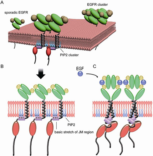 離子型蛋白-磷脂相互作用介導的EGFR蛋白質膜成簇模型示意圖