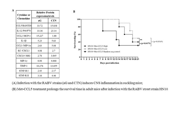 JNI:Met-CCL5可作為減輕狂犬病病毒感染的新靶點(diǎn)