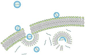 GeneTrans 轉染試劑